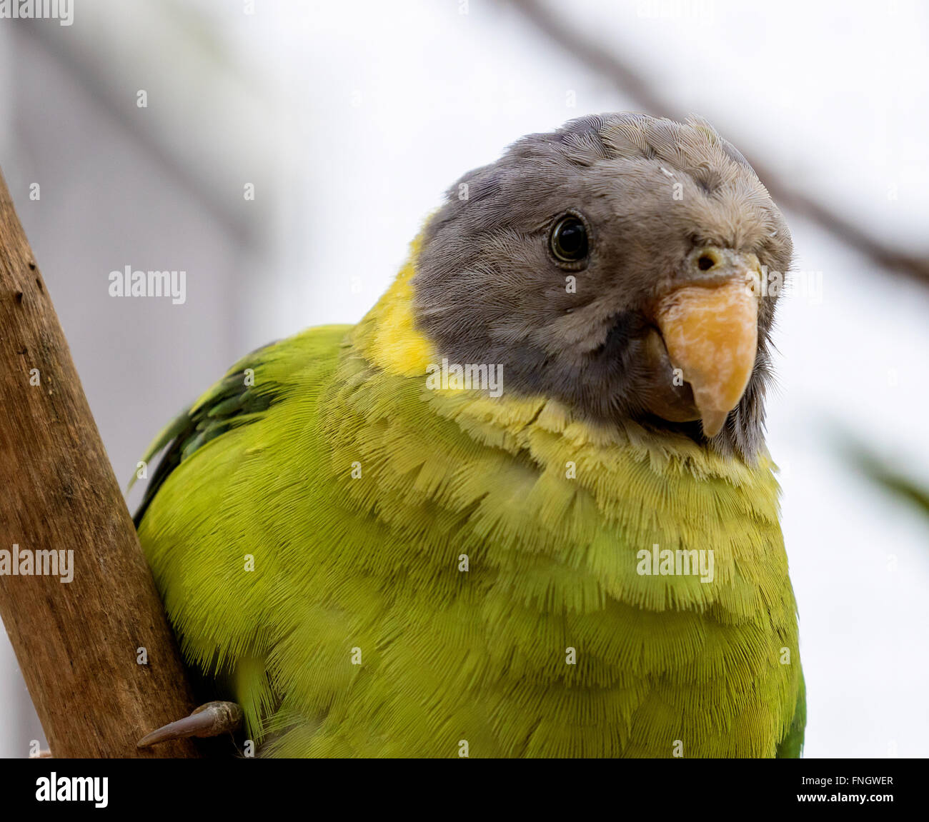 Australisches Ringneck Papagei Stockfoto