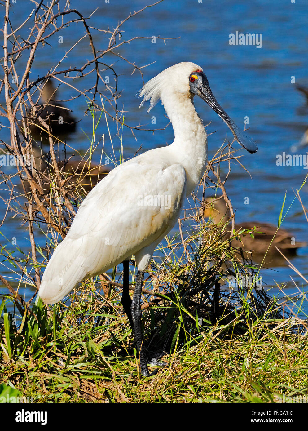 Australische Löffler am Rand des Sees Stockfoto