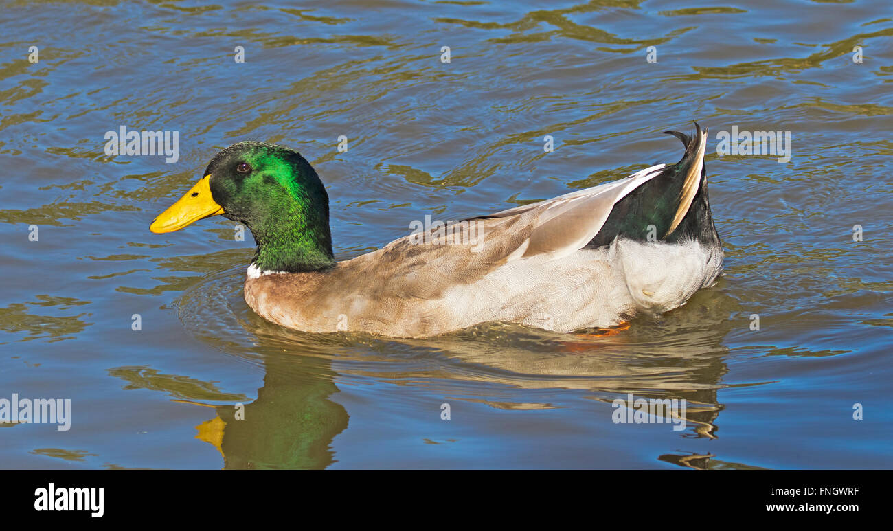 Australische gefleckte Ente Stockfoto
