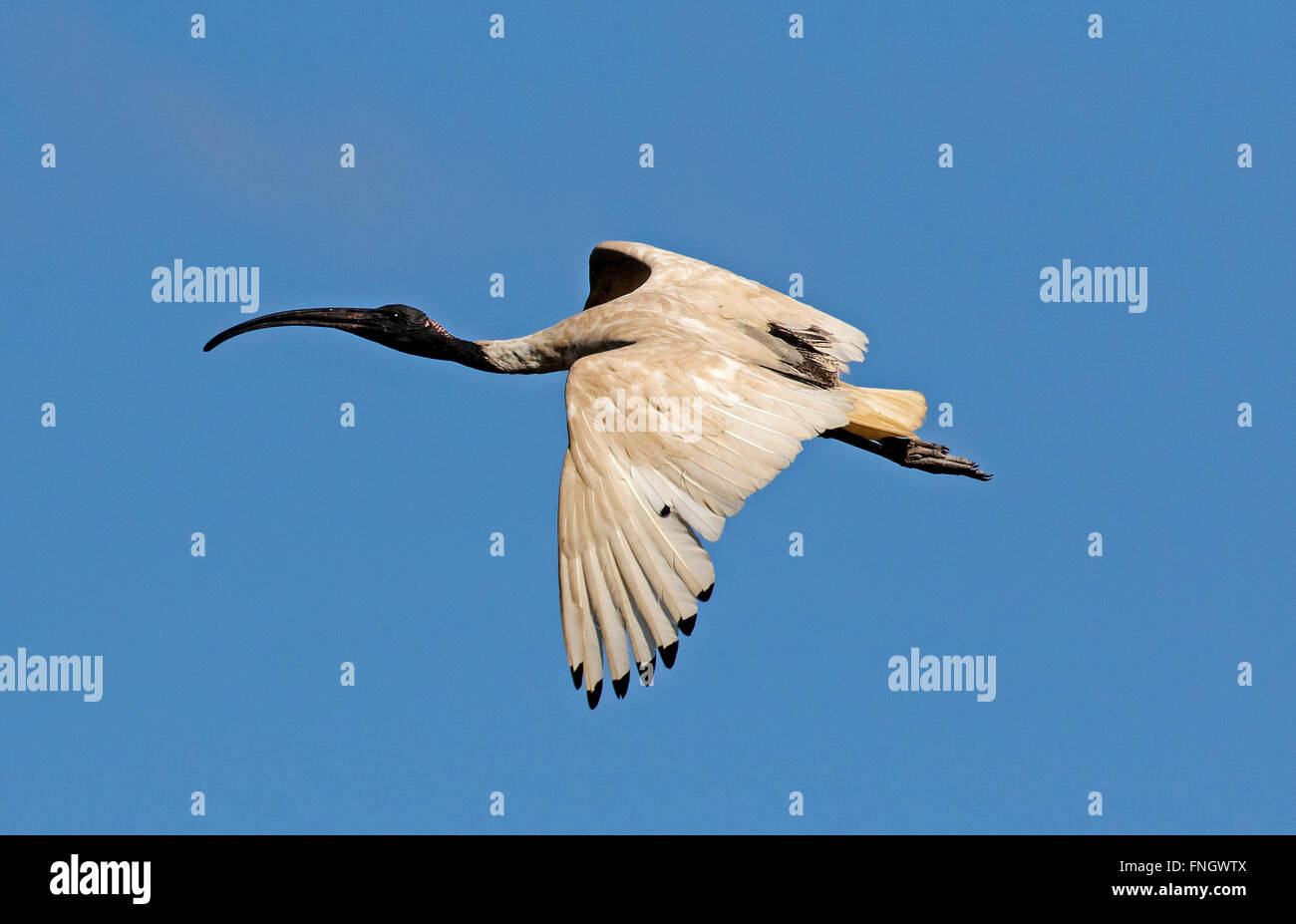 Australische White Ibis im Flug Stockfoto