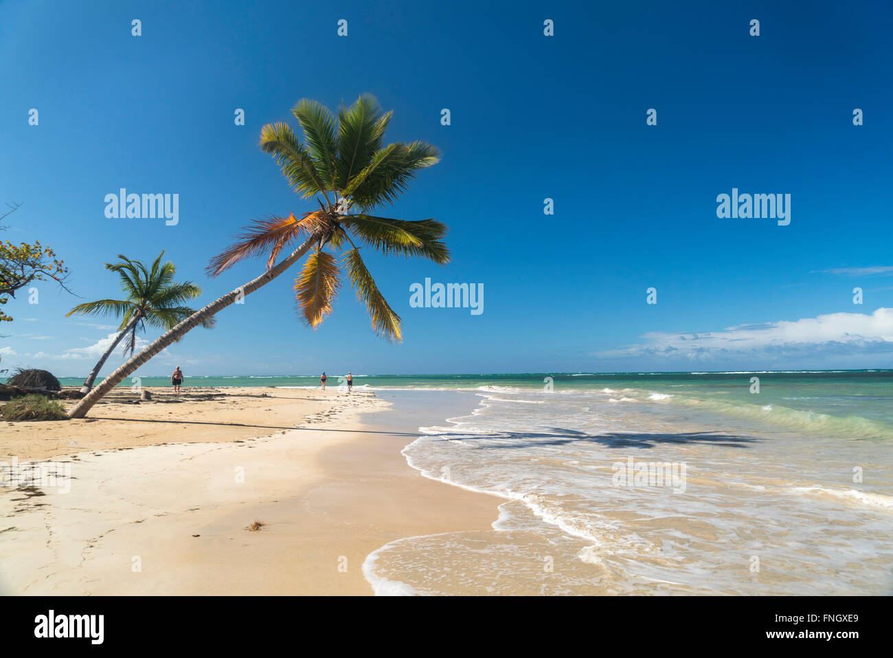 Palmen gesäumten sandigen Strand von El Portillo, Las Terrenas, Samana, Dominikanische Republik, Karibik, Amerika, Stockfoto