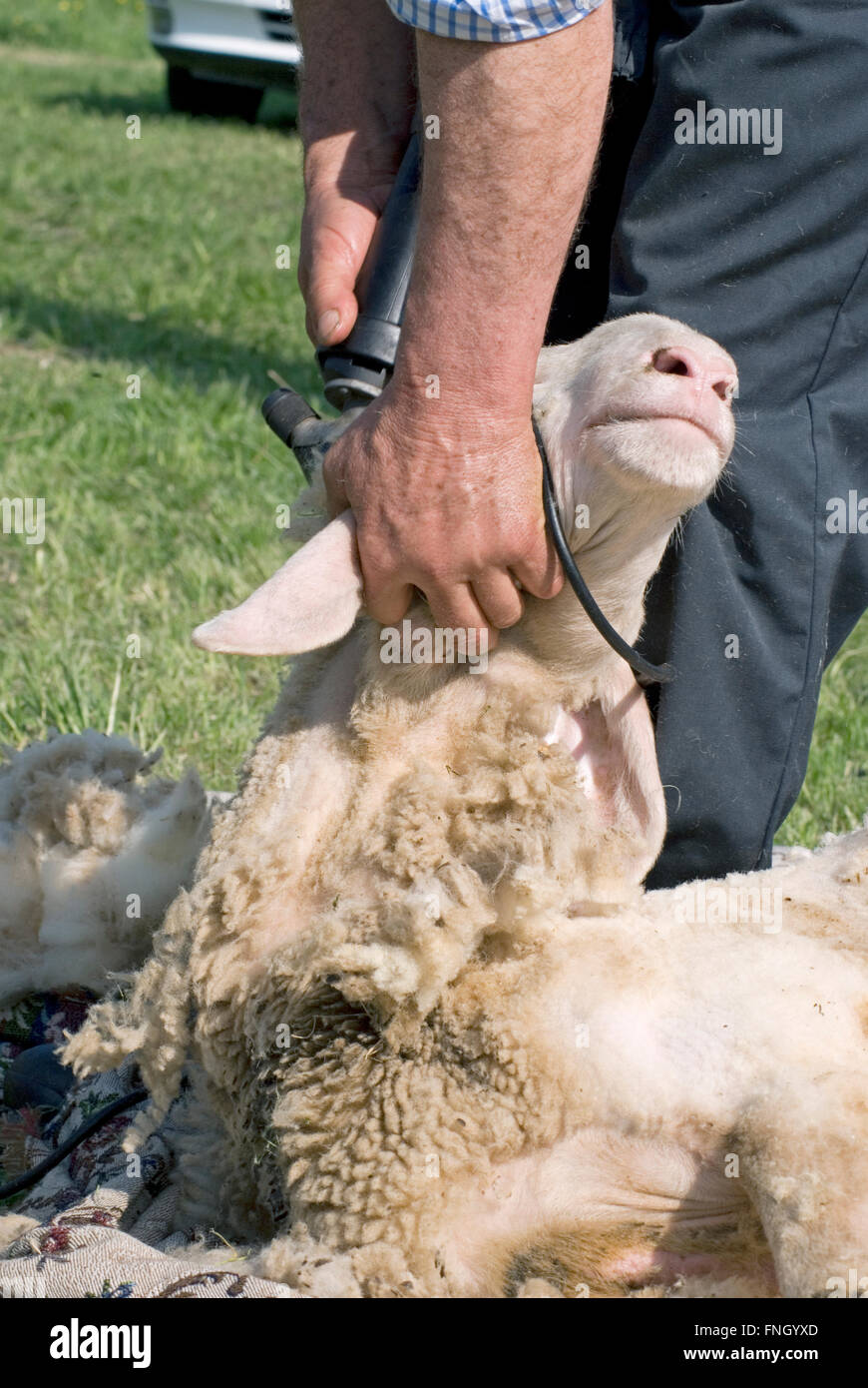 Mann mit einer Haarschneidemaschine Schafe scheren Stockfoto