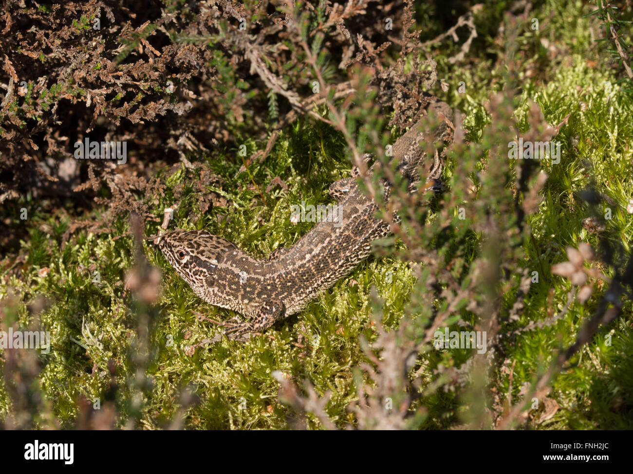 Zauneidechse (Lacerta agilis) in Surrey, Heide, Deutschland Stockfoto