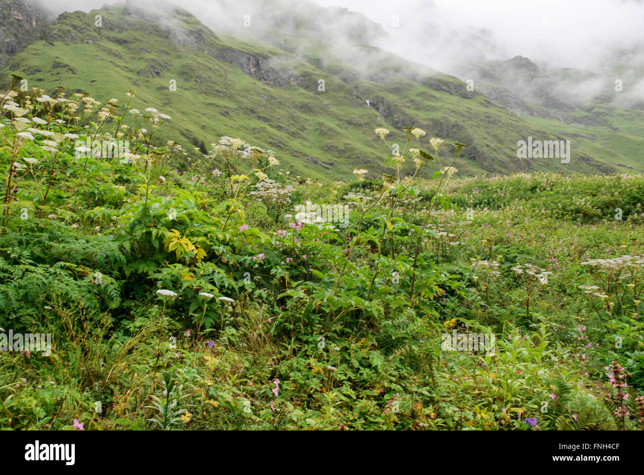 Tal der Blumen-Nationalpark ist eine indische Nationalpark liegt im West-Himalaya, im Bundesstaat Uttarakhand Stockfoto
