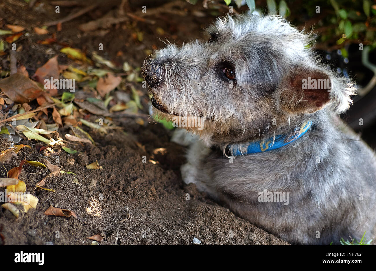 Thailand-Hund suchen eine Hoffnung Stockfoto