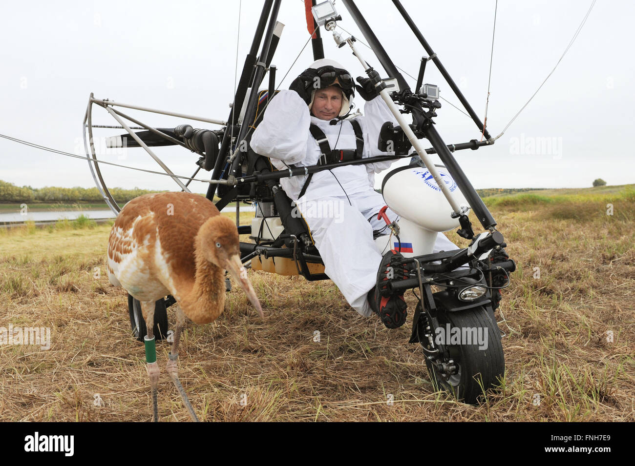 Der russische Präsident Vladimir Putin sitzt in den Pilotensitz ein Ultraleichtflugzeug Trike neben einer juvenilen sibirischen Kran während Projekt Flight of Hope führenden bedrohten sibirischen Krane in Richtung ihr Winterquartier über eine arktische Wildnis 5. September 2012 in der Jamal-Halbinsel, Sibirien, Russland. Stockfoto