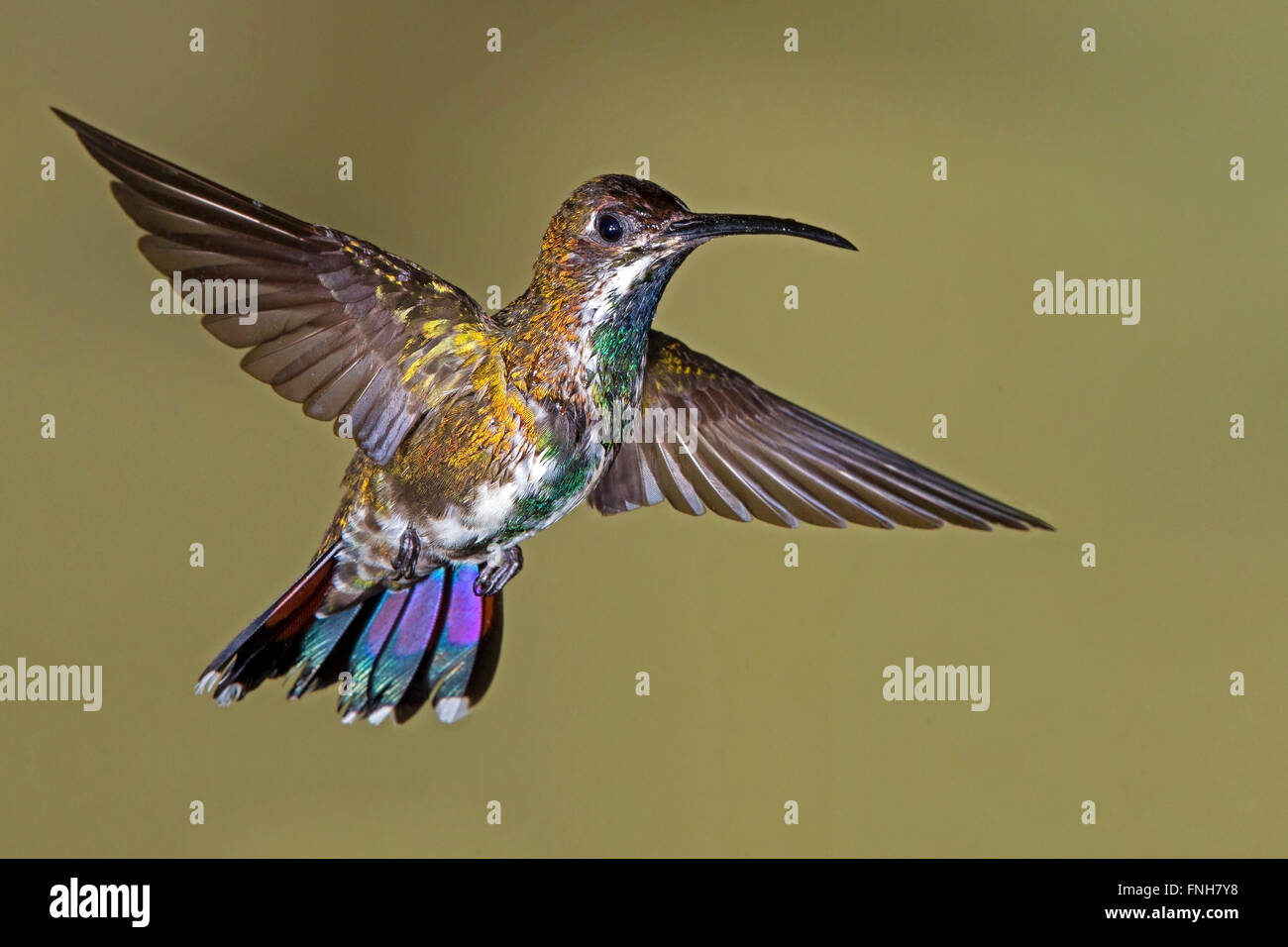 Weibliche grün-breasted Mango Kolibri schwebend Stockfoto