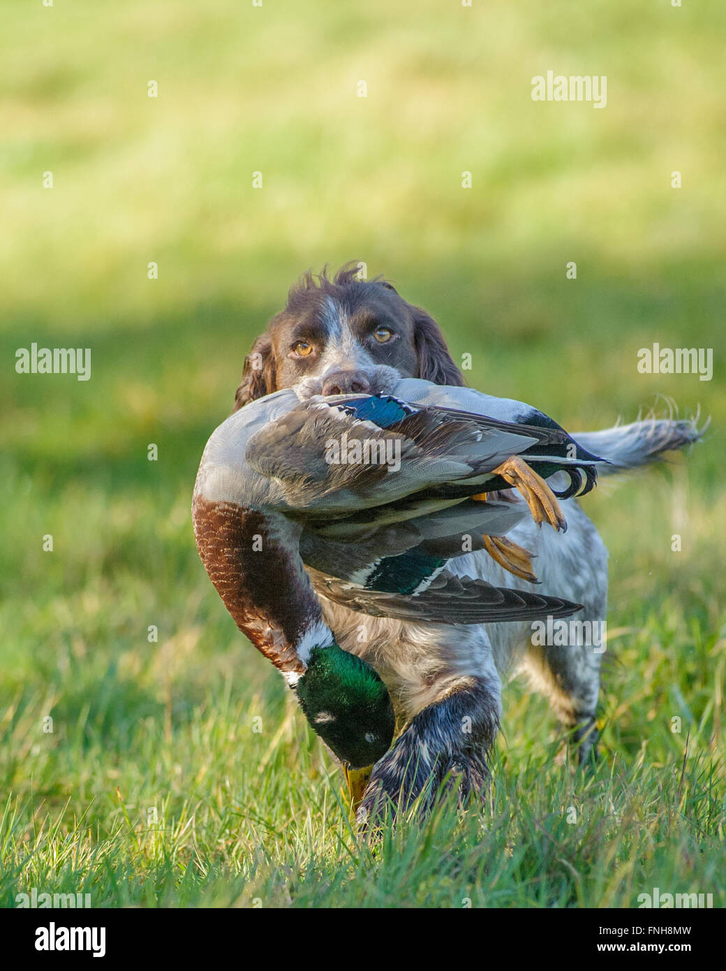 Porträt eines Cocker Spaniel Hund tragen einer Wildente Stockfoto