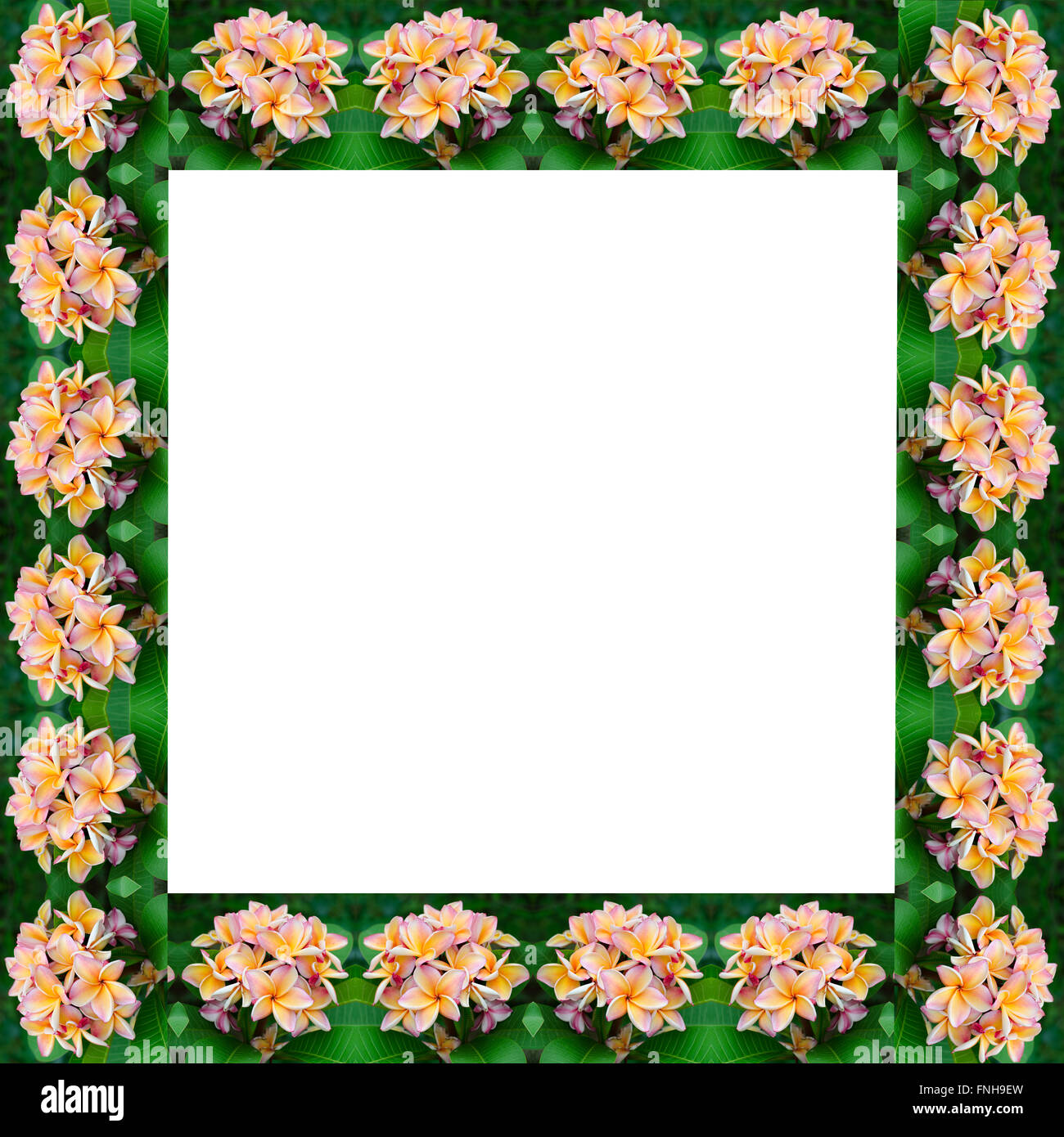Frangipani Blumenrahmen Stockfoto