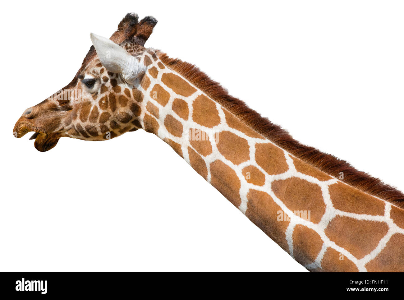 Giraffe (Giraffa Plancius Reticulata) Kopf und Hals isoliert auf weißem Hintergrund Stockfoto