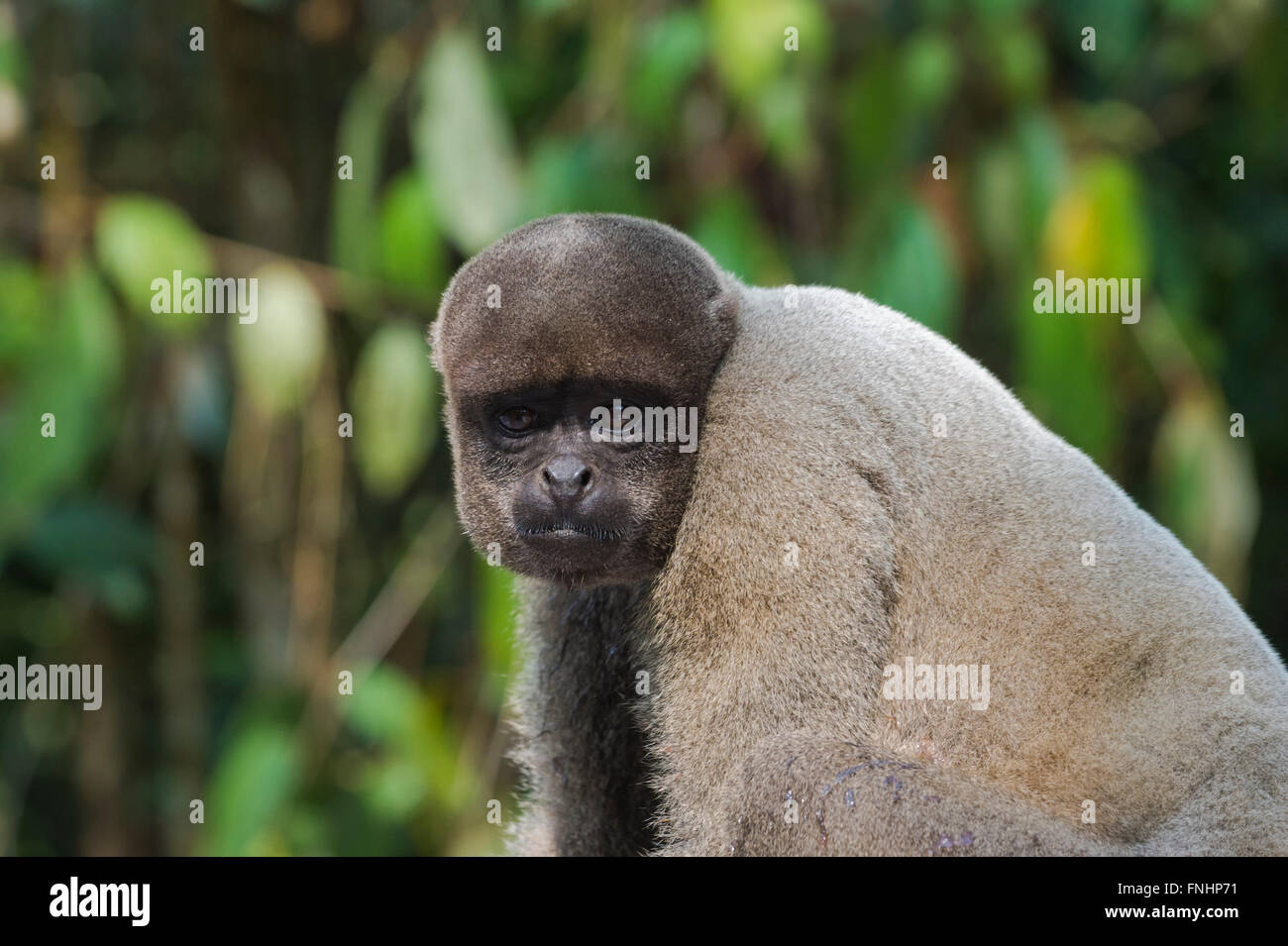 Braun wollig Affe auch bekannt als gemeinsame wollige Affen oder Humboldts wollig Affe (Lagothrix Lagotricha), Bundesstaat Amazonas, Brasilien Stockfoto