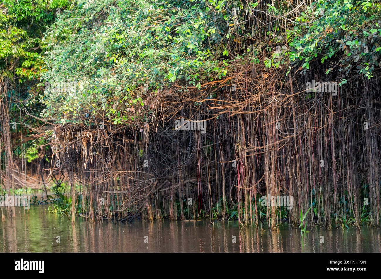 Cuiaba Fluss, Mangroven, Pantanal, Mato Grosso, Brasilien Stockfoto