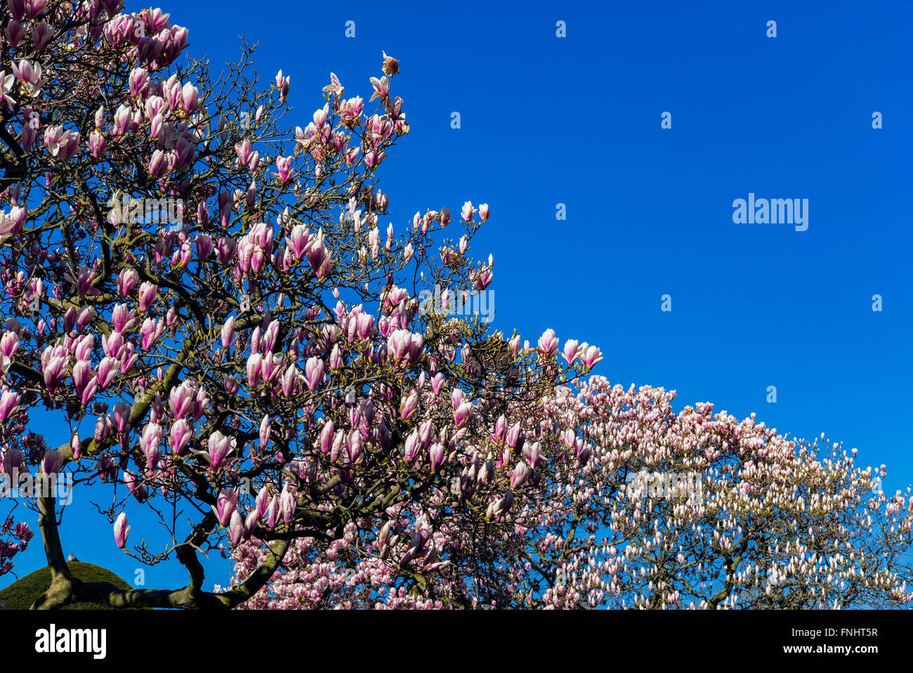 Blühende Magnolienbaum, Feder, Elsass, Frankreich, Europa Stockfoto