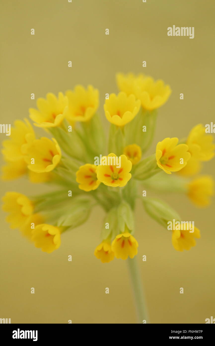 Eine englische Schlüsselblume in voller Blüte in Derbyshire in England Großbritannien Stockfoto