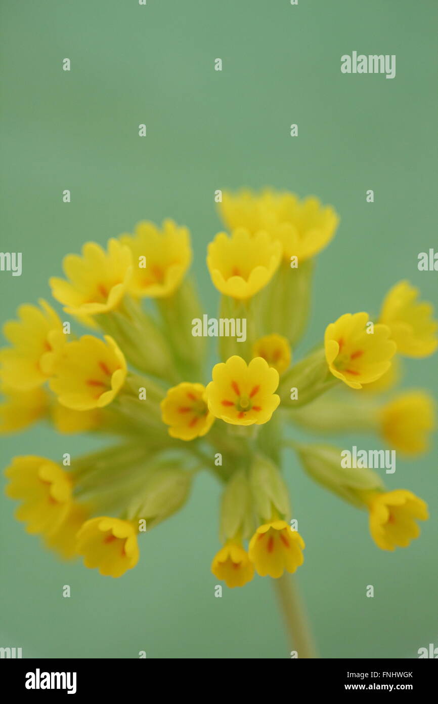 Eine englische Schlüsselblume (Primula Veris) in voller Blüte in Derbyshire, England UK Stockfoto