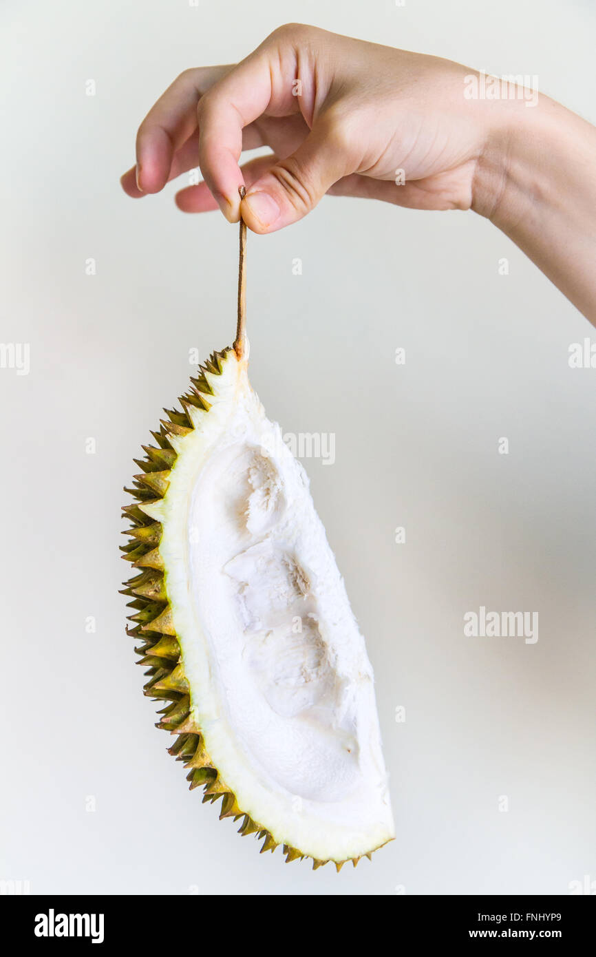 Ein Stück der Durian Schale durch den Stamm von der Hand einer jungen Frau, isoliert auf weiss gehalten. Stockfoto