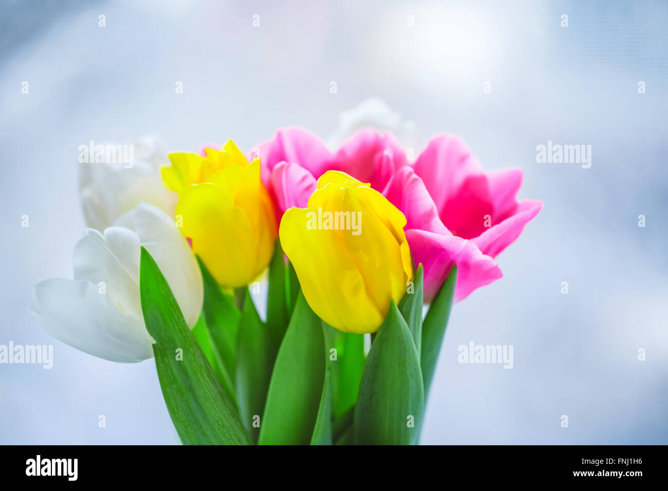 Schöne rosa und lila Tulpen. Ein Blumenstrauß für den 8. März, oder zum Valentinstag Stockfoto