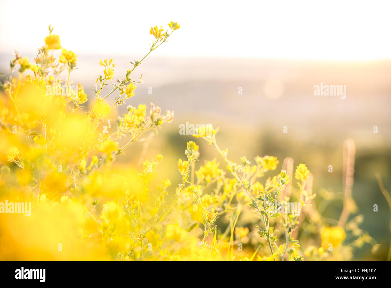 Schöne ländliche Landschaft mit Sonnenaufgang über einer Wiese. Soft Focus Stockfoto