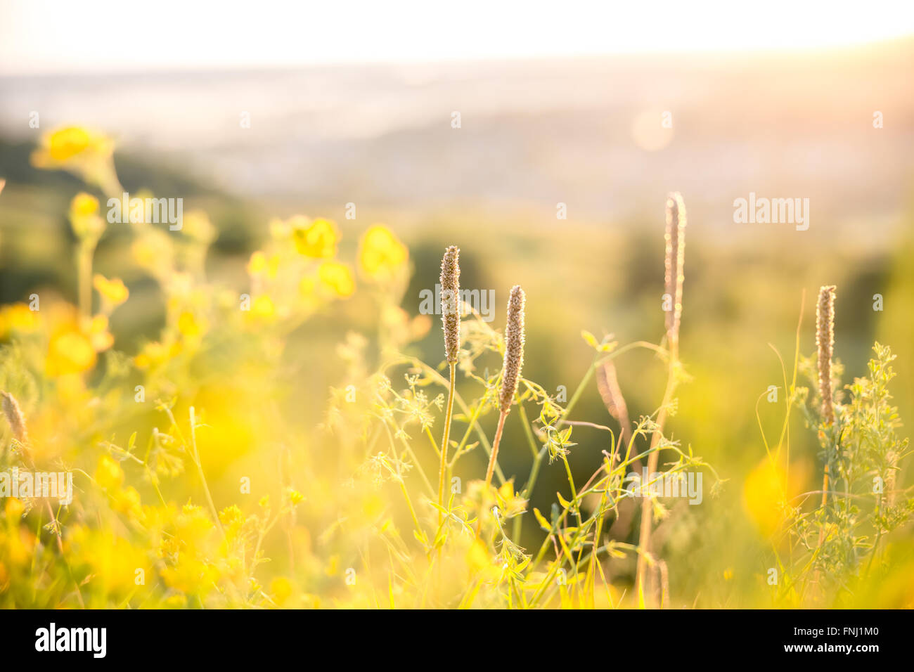 Schöne ländliche Landschaft mit Sonnenaufgang über einer Wiese. Soft Focus Stockfoto