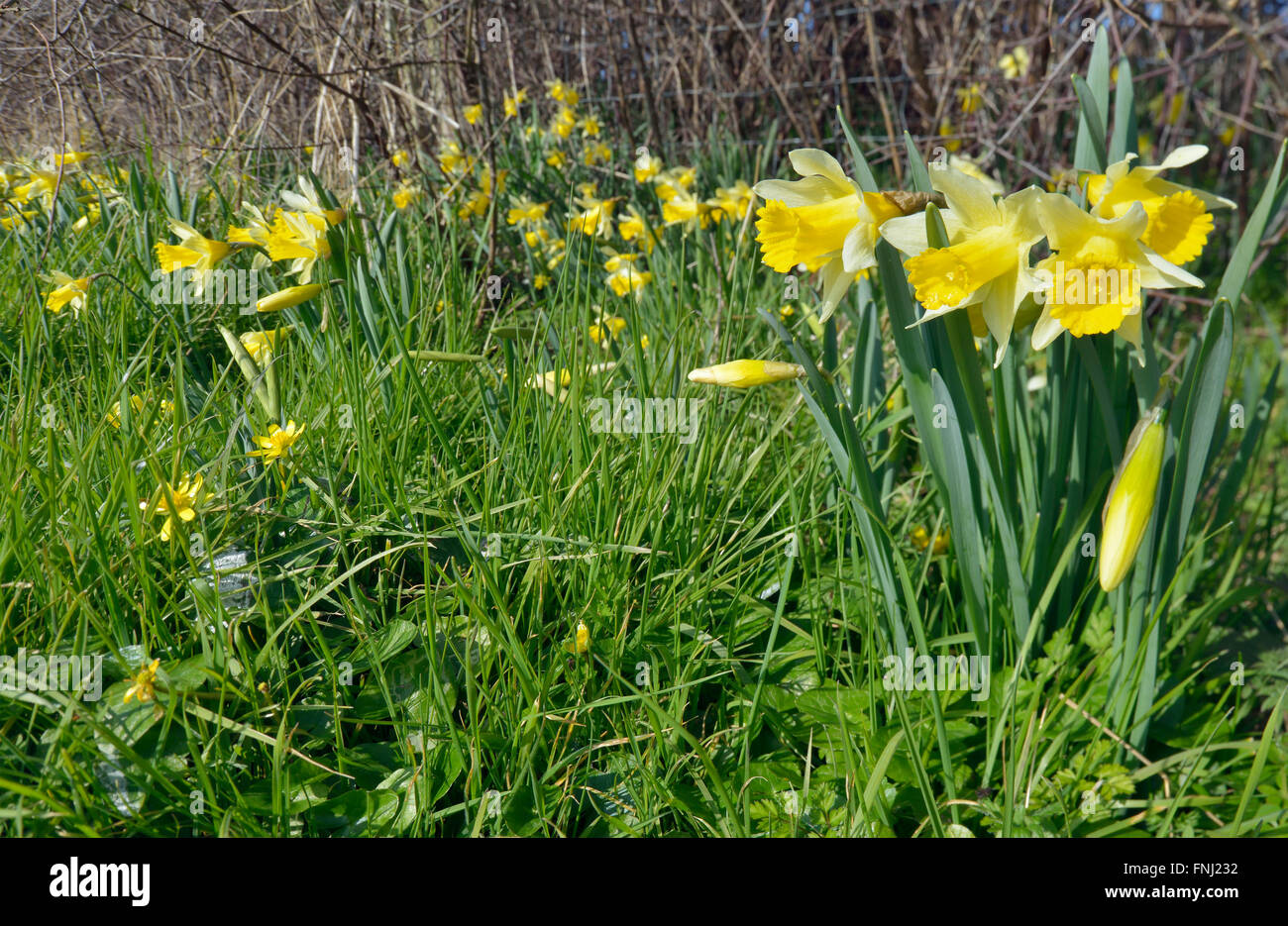 Wilde Narzissen - Narcissus Pseudonarcissus wächst in einem Feldrand mit kleinen Schöllkraut - Ranunculus Ficaria Stockfoto