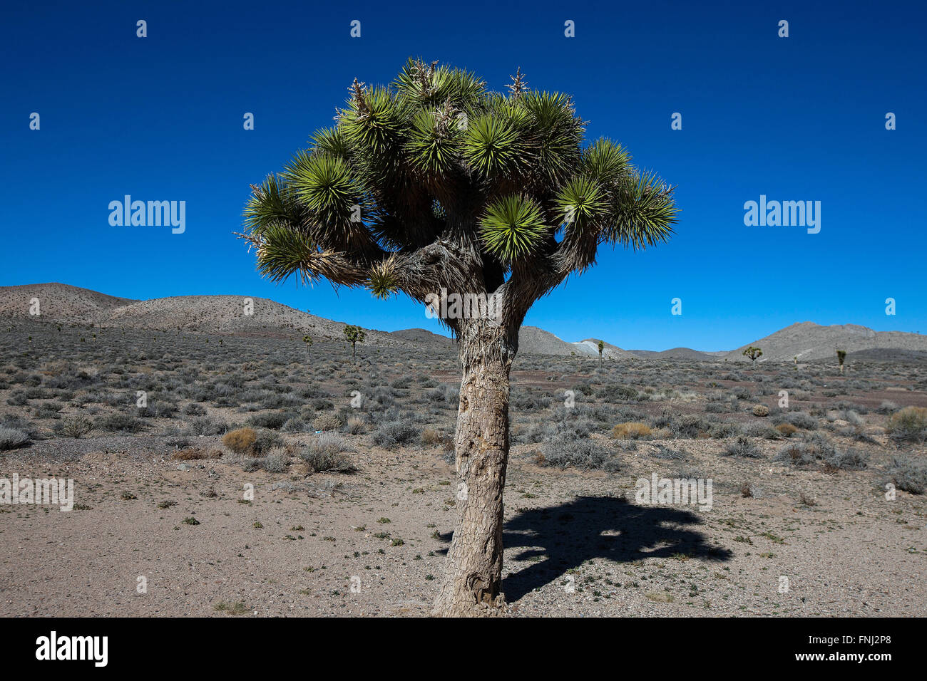 Joshua Tree (Yucca Brevifolia), Death Valley Nationalpark, Kalifornien, Vereinigte Staaten von Amerika Stockfoto