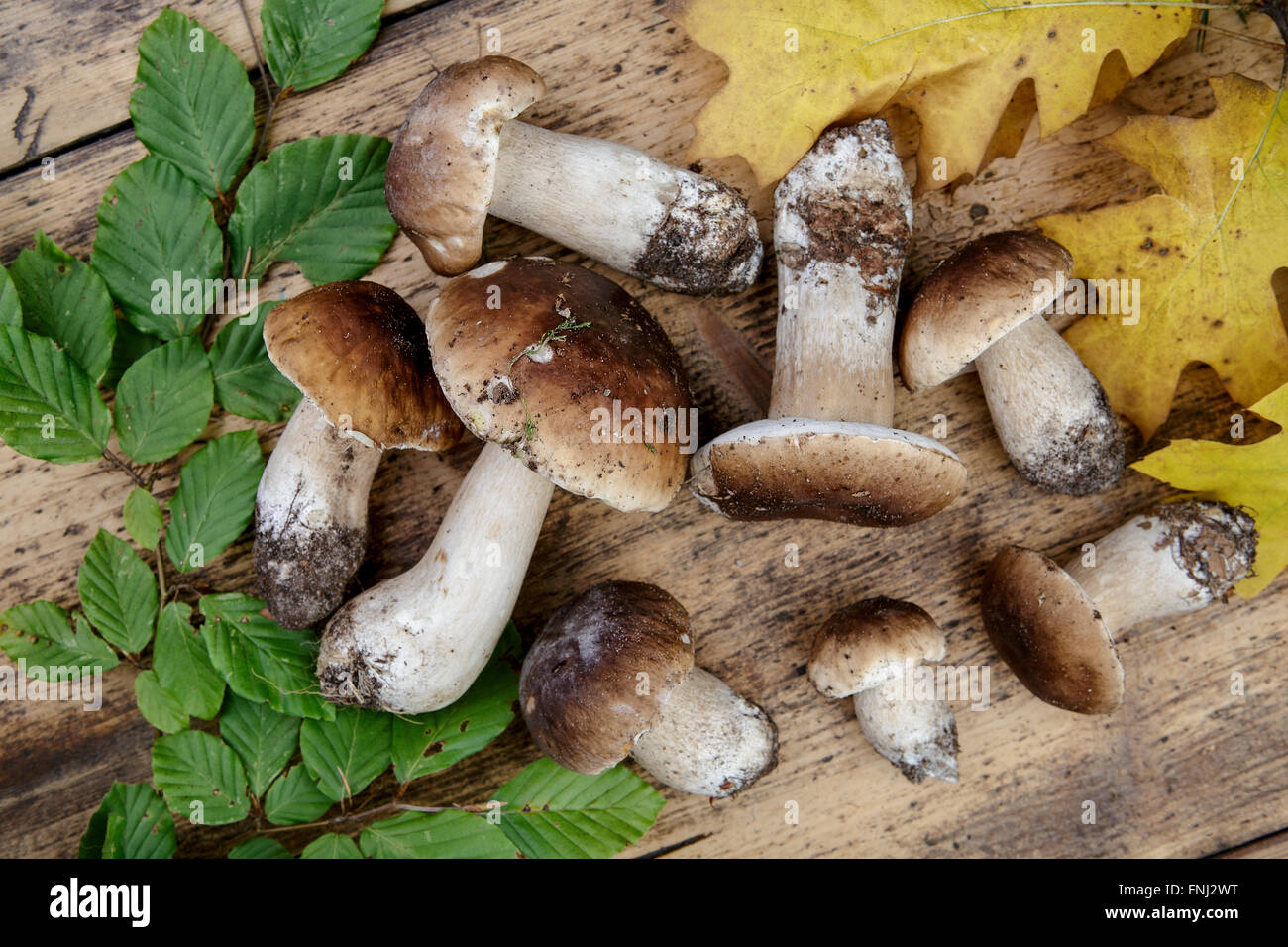 Im deutschen Wald frisch Porcino oder Steinpilze gesammelt im Herbst Stockfoto