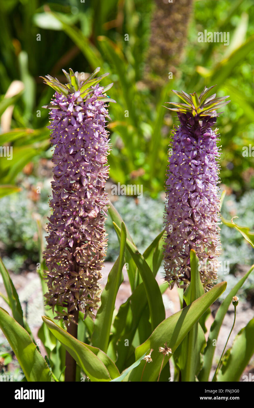 Eucomis Comosa "Reuben" im Kirstenbosch National Botanical Garden in Cape Town - Südafrika Stockfoto