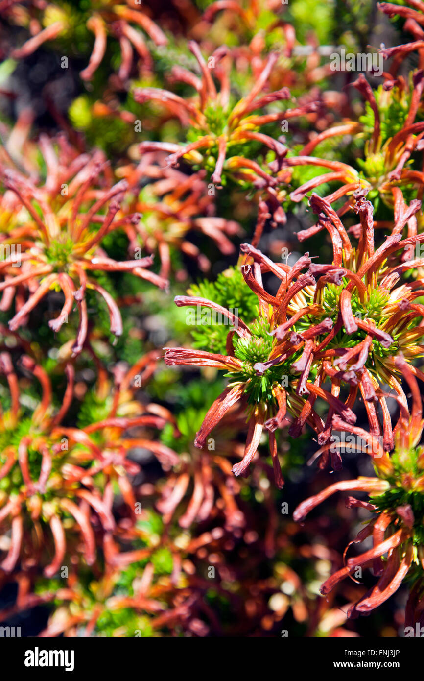 Erica Quadrsulcata / Rock Heide in Kirstenbosch in Kapstadt - Südafrika Stockfoto