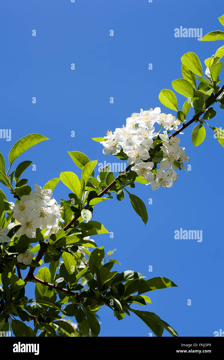 Weiß Apfelblüte auf Zweig Stockfoto