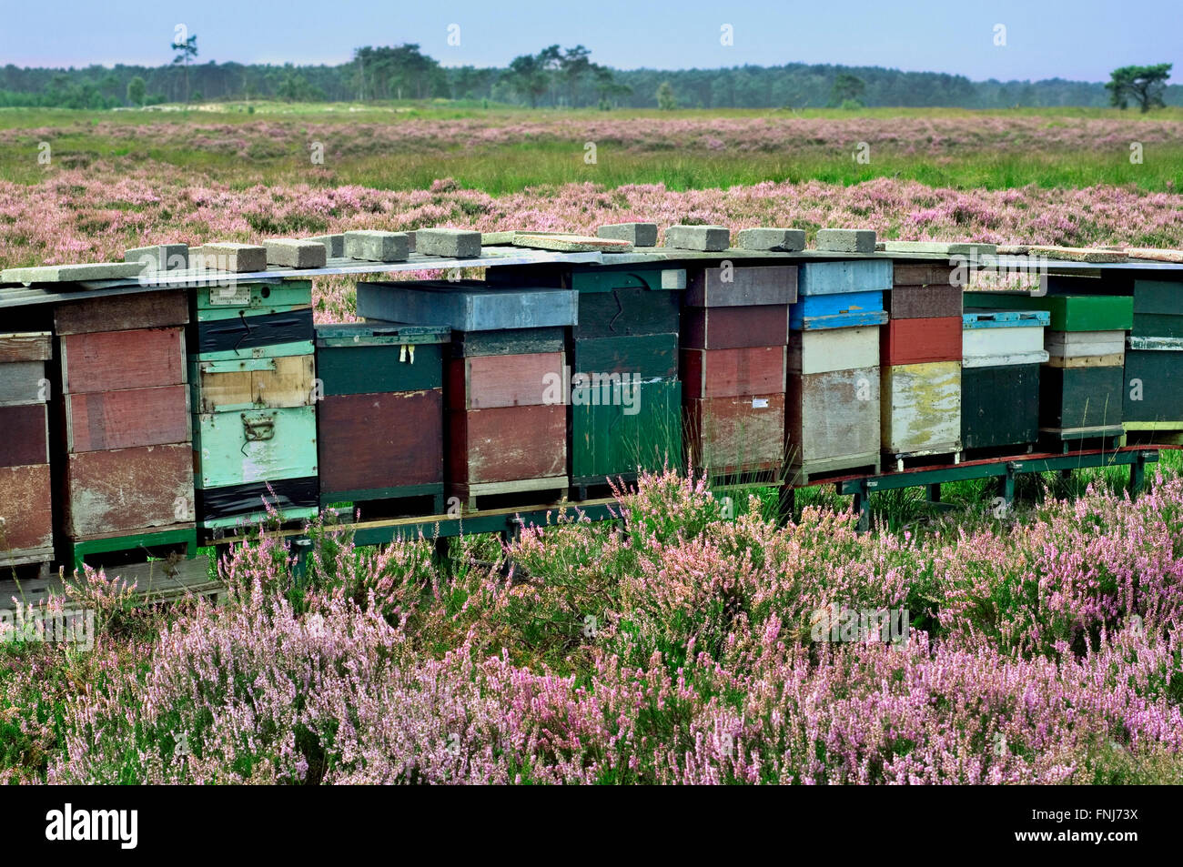 Reihe von bunten hölzernen Bienenstöcken für Honigbienen (Apis Mellifera) in Heide Stockfoto