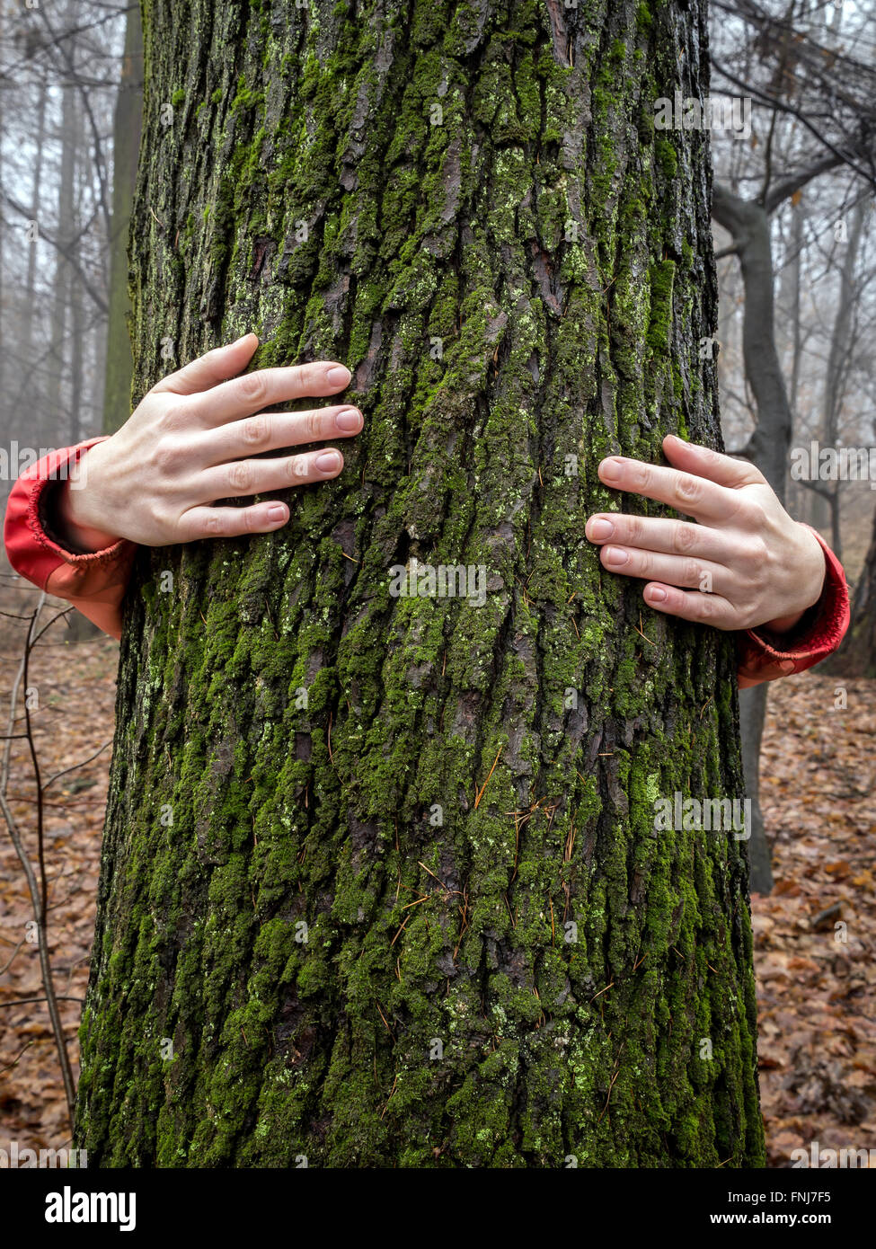 Frau umarmt einen Baum im Wald Stockfoto