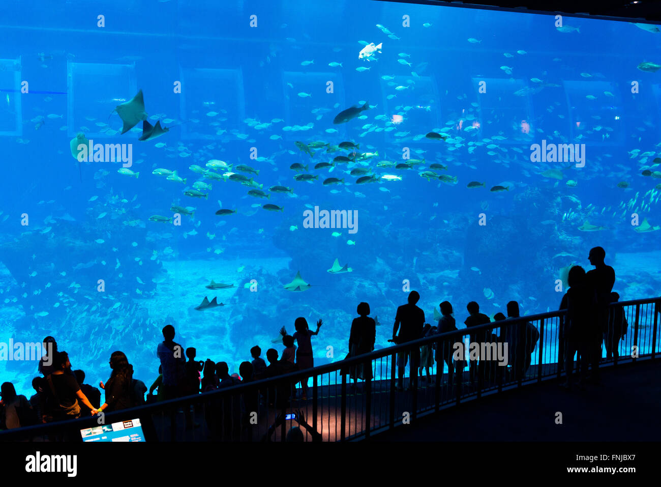 Panorama marinen Sichtfenster in das Meeresaquarium, Sentosa, Singapur Stockfoto