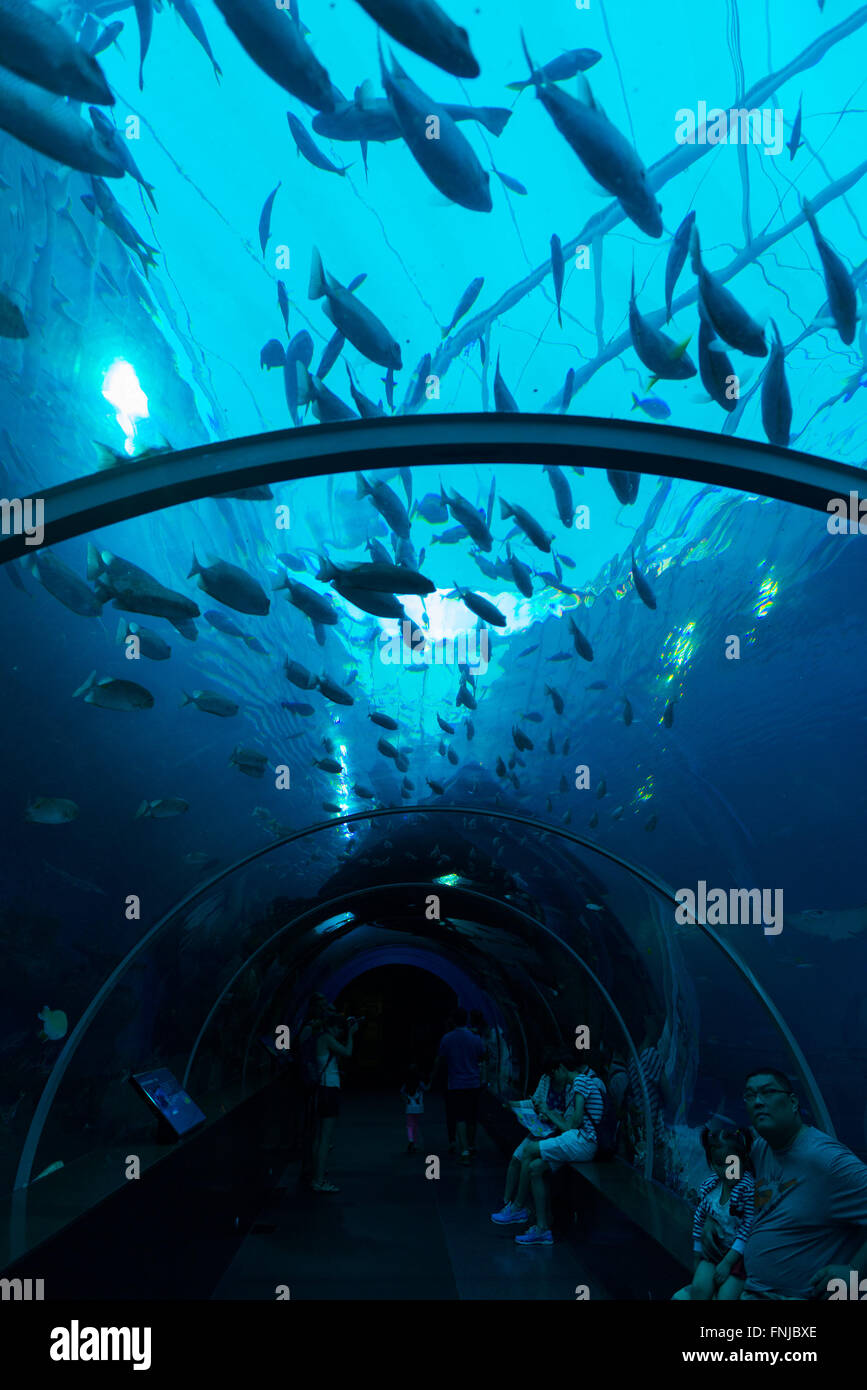 Glas-Rohr-Gehweg in S E A Aquarium auf Sentosa Island, Singapur Stockfoto
