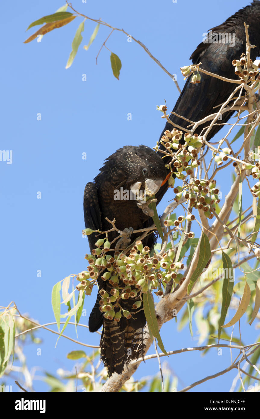 Weibliche Red-tailed Black Cockatoo Fütterung (Calyptorhynchus Banksii), Fitzroy Crossing, Western Australia Stockfoto