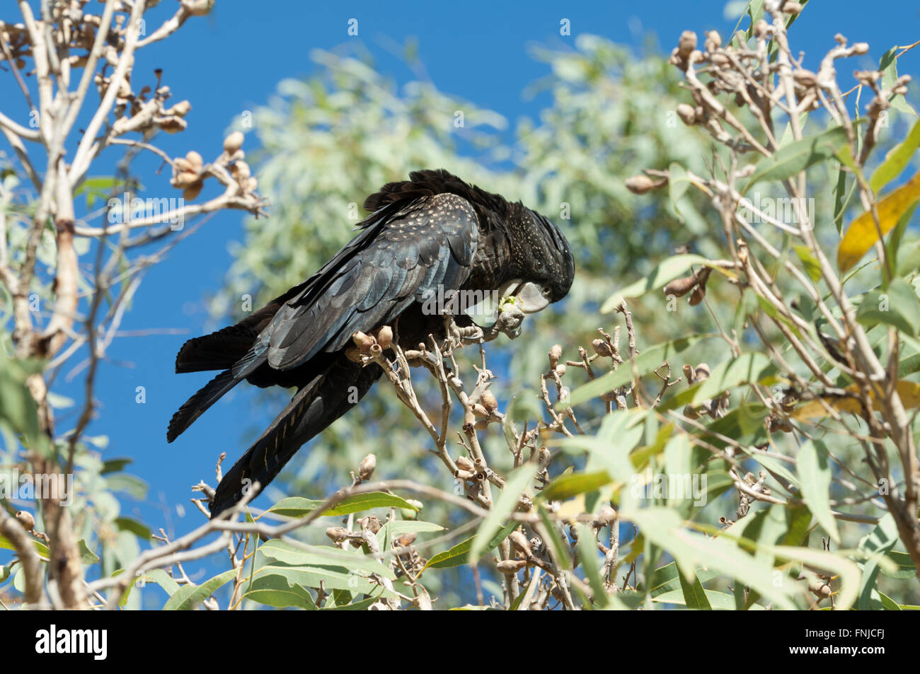 Weibliche Red-tailed Black Cockatoo Fütterung (Calyptorhynchus Banksii), Fitzroy Crossing, Western Australia Stockfoto