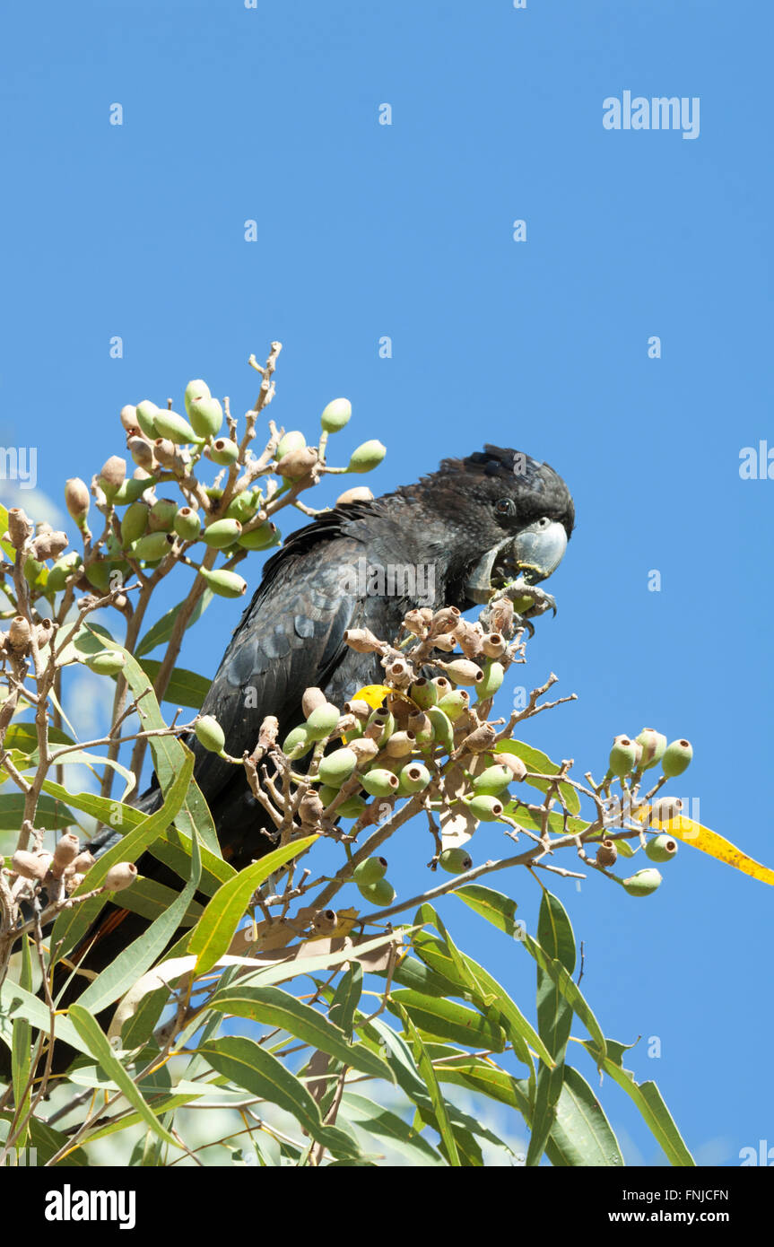 Red-tailed Black Cockatoo (Calyptorhynchus Banksii) Fütterung, Fitzroy Crossing, Western Australia Stockfoto
