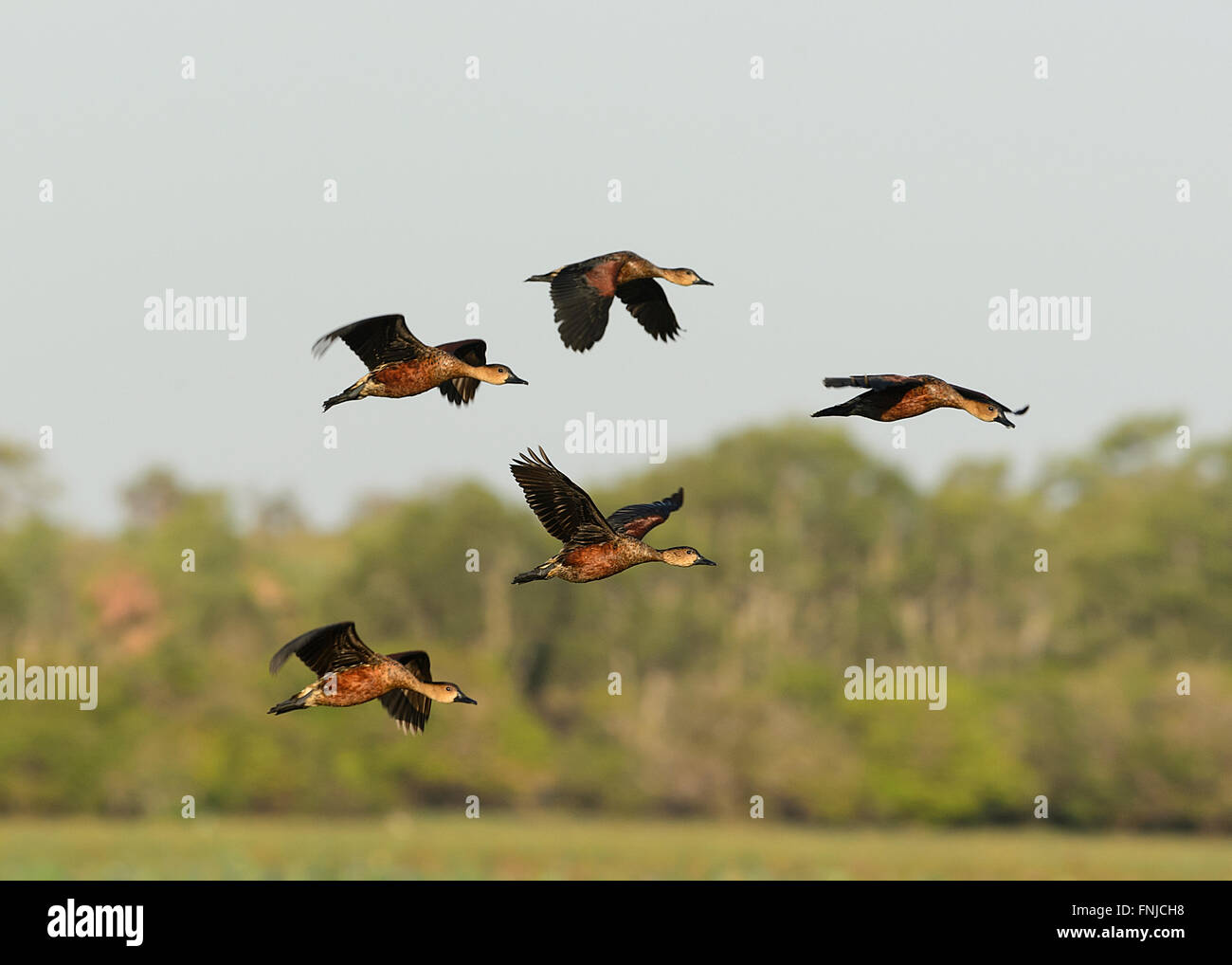 Gefiederte Whistling-Enten (Dendrocygna Eytoni), Mamukala Feuchtgebiete, Kakadu-Nationalpark, Northern Territory, Australien Stockfoto