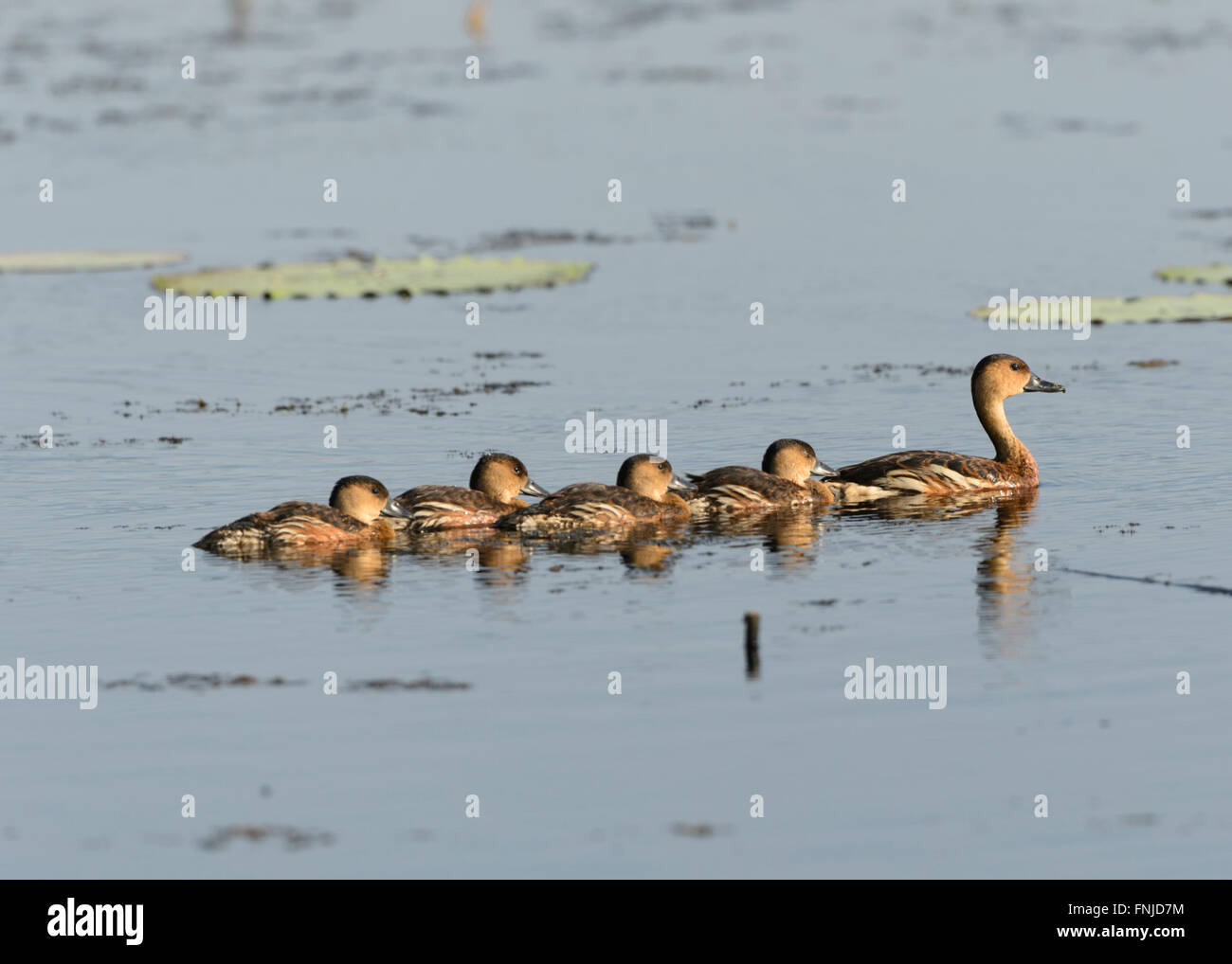 Wandern, Pfeifen-Ente (Dendrocygna Arcuata), Fogg Dam, Northern Territory, Australien Stockfoto