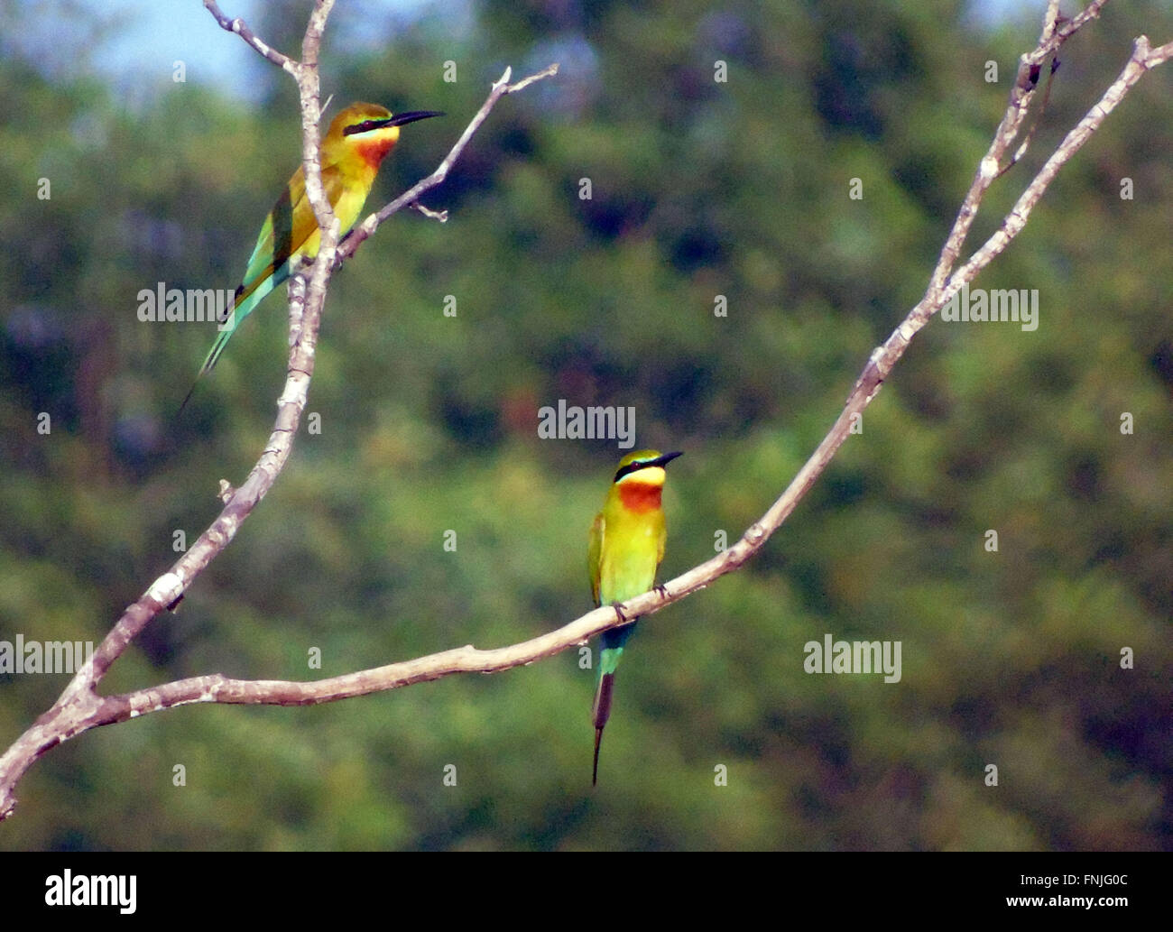 Bintan, Riau-Inseln, Indonesien. 15. März 2016. BINTAN, Indonesien - März 15: Die blau-tailed Bienenfresser (Merops Philippinus) gesehen bei Tanjungpinang Wald am 15. März 2016 in Bintan Island, Indonesien. t-Rassen in Südost-Asien. Es ist stark wandernden gesehen saisonal in weiten Teilen der Halbinsel India.This Arten, wie andere Bienenfresser ist ein farbenprächtige, schlanker Vogel. Es ist überwiegend grün; sein Gesicht hat eine schmale blaue Fleck mit einem blauen Auge-Streifen und eine gelbe und braune Kehle; die Rute ist blau und der Schnabel ist schwarz. Sie erreicht eine Länge von 23'' "26 cm, darunter die beiden länglichen Stockfoto