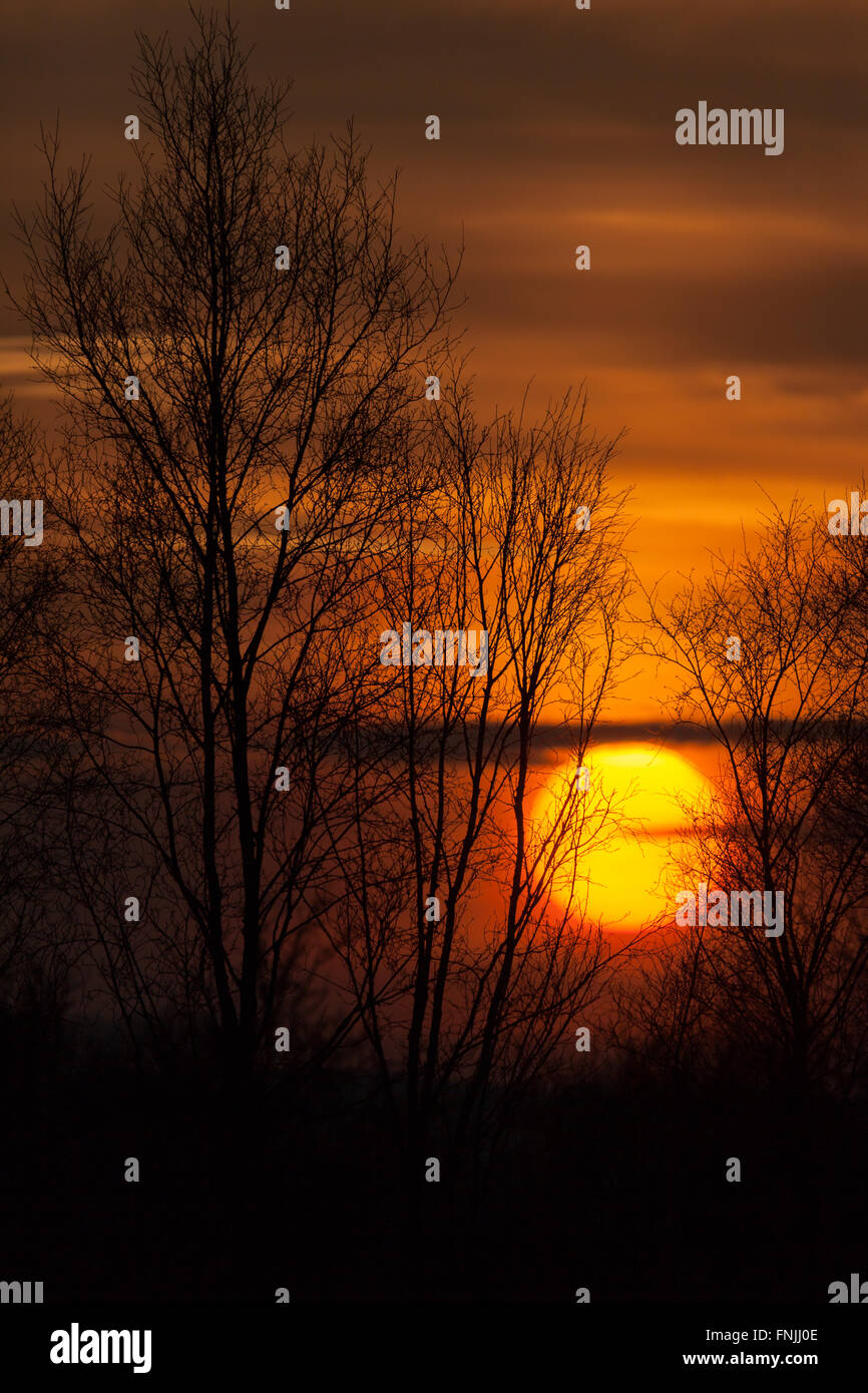 Die Sonne hinter einigen Bäumen in der Mitte von Wales. Credit: Ian Jones/Alamy leben Nachrichten Stockfoto