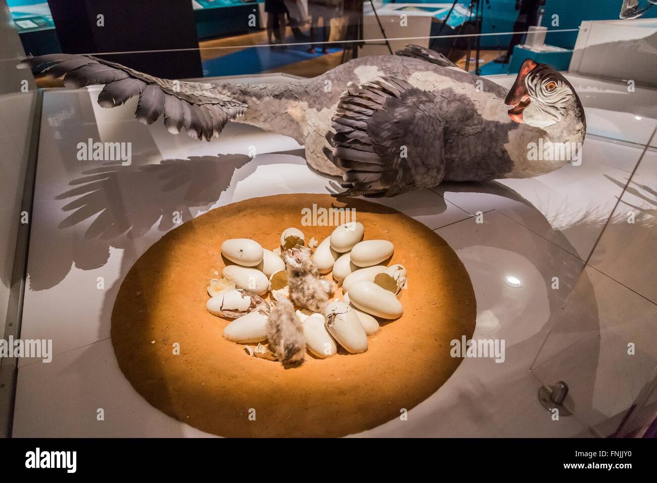 (160315)--NEW YORK, 15. März 2016 (Xinhua)--Foto am 15. März 2016 zeigt das Modell des Dinosauriers "Citipati Osmolskae" und seine Bruteier während der "Dinosaurier Among Us"-Ausstellung in das American Museum of Natural History in New York, Vereinigte Staaten. Das American Museum of Natural History neue Ausstellung "Dinosaurier Among Us" wird vom 21. März 2016, 2. Januar 2017 für die Öffentlichkeit zugänglich. Die Ausstellung zeigt die evolutionären Verbindung zwischen Dinosauriern und moderne durch seltene Fossilien und lebensechten Modellen der gefiederten Dinosaurier und primitive Vögel, von denen viele di waren Stockfoto