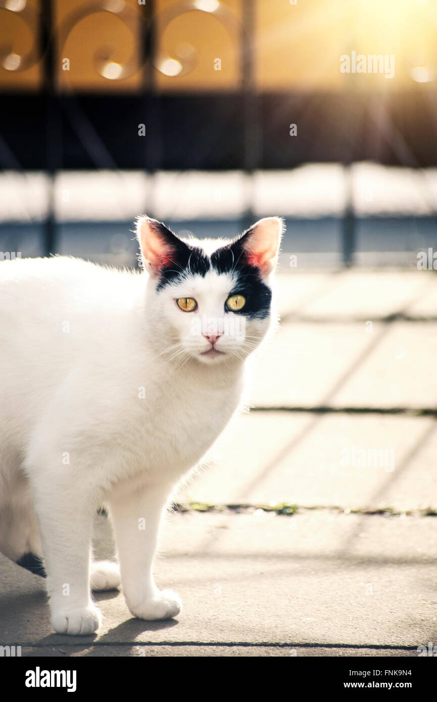 weiße Katze am Gartentor Stockfoto