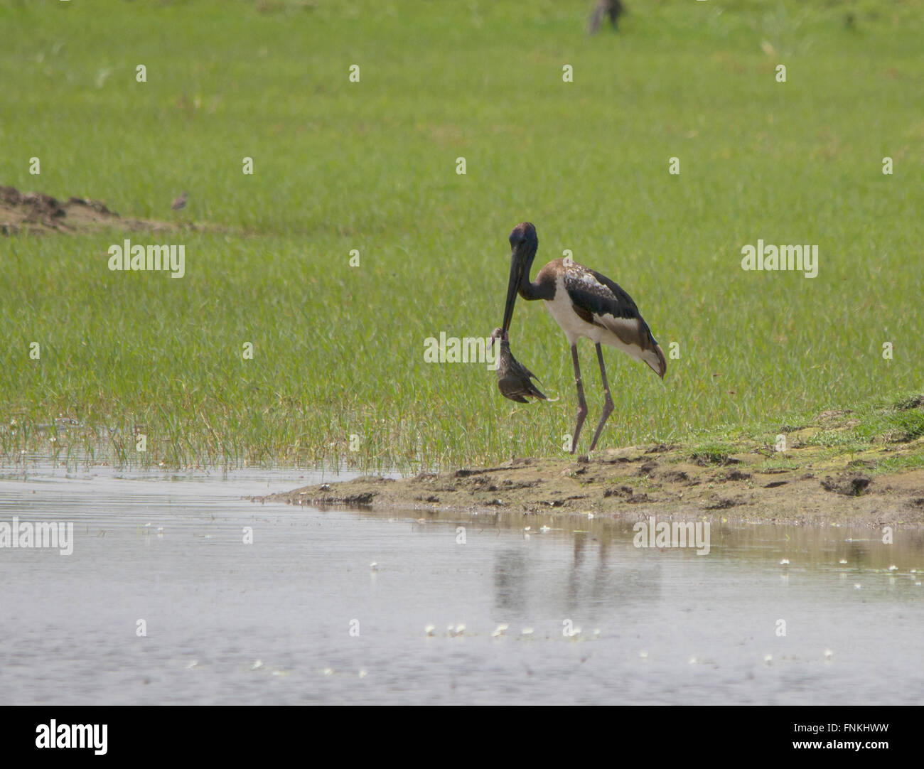Black-Necked Stork eine Ente Jagd Stockfoto