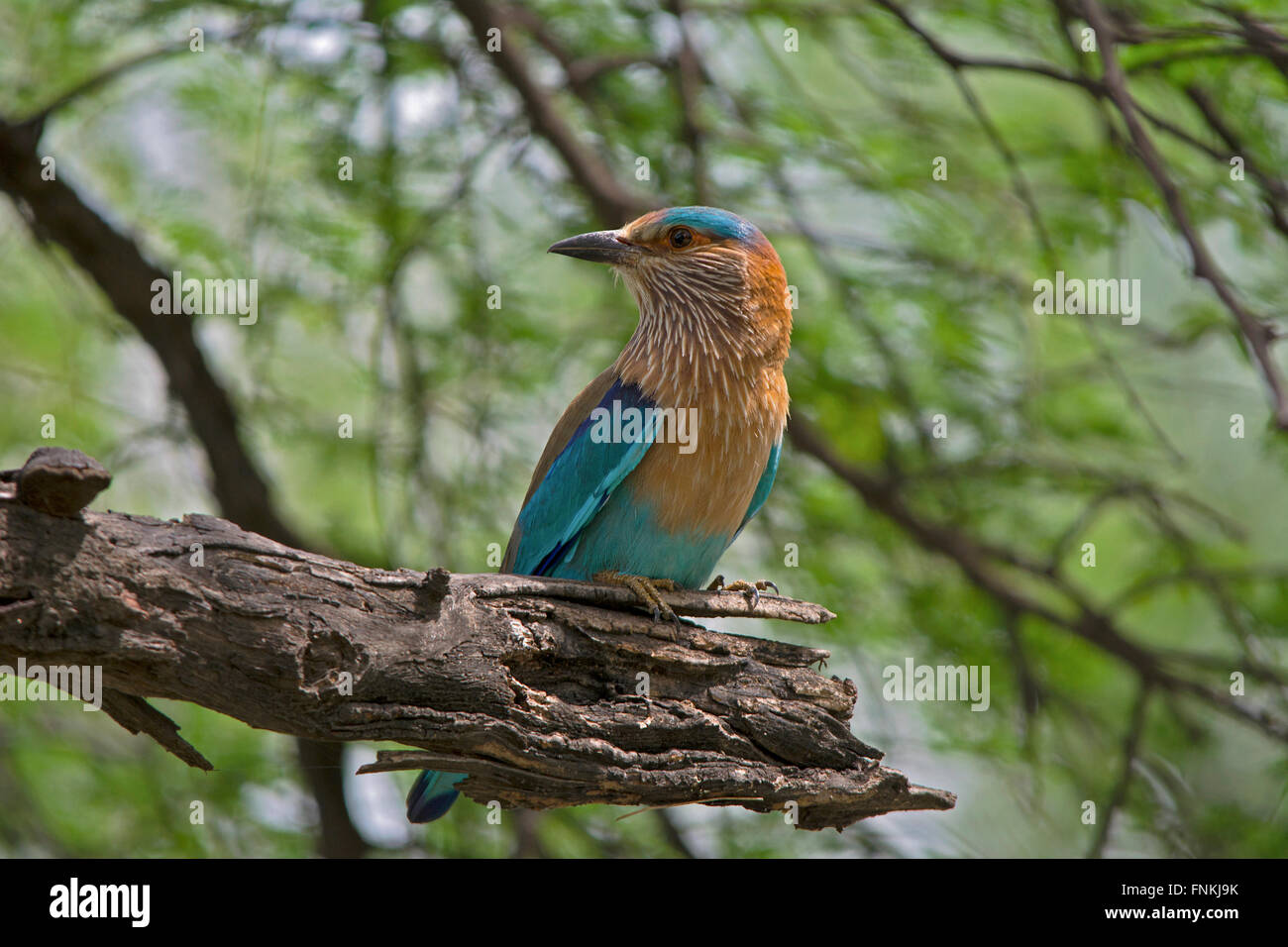 Indian Roller thront Stockfoto