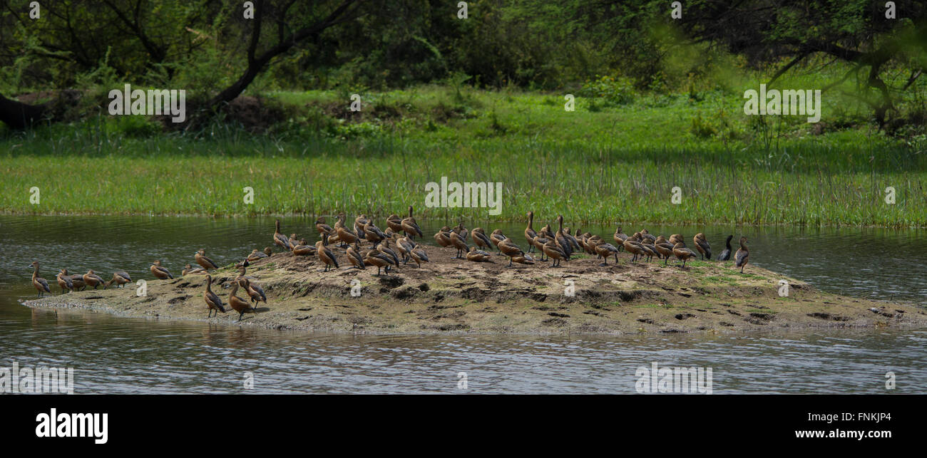 Geringerem Pfeifen Enten Herde Stockfoto