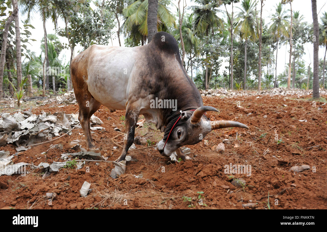 Wilder Stier Jallikattu Bull in Ortslage Tamilnadu Sigapunari indischen Bull kämpfen ist im vergangenen Jahr verboten. Madurai Stockfoto