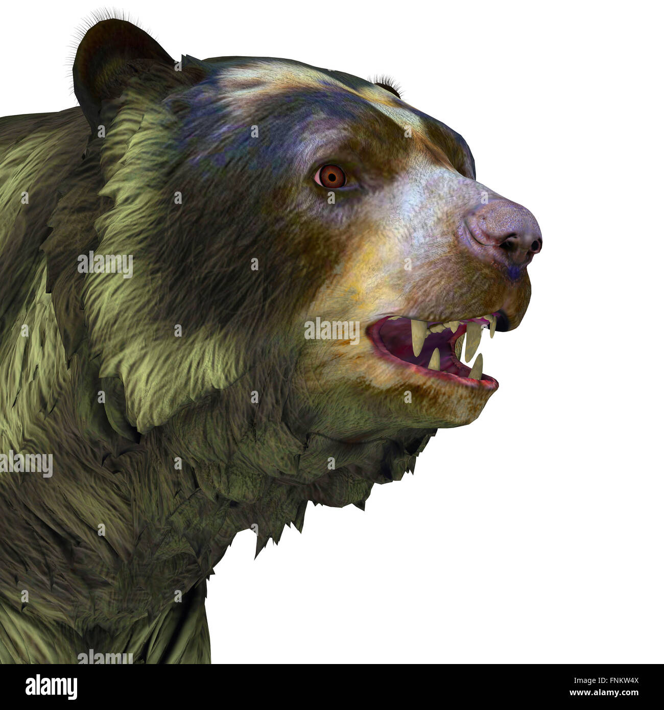 Arctodus oder kurze konfrontiert Bär ist eine ausgestorbene Säugetier, das in das Pleistozän in Nordamerika lebte. Stockfoto
