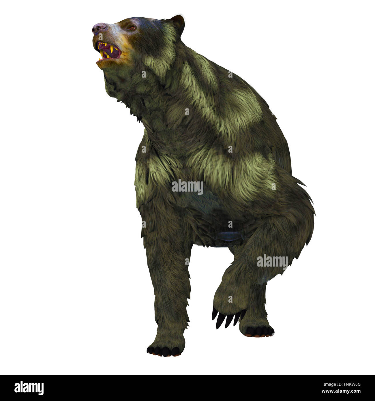 Arctodus oder kurze konfrontiert Bär ist eine ausgestorbene Säugetier, das in das Pleistozän in Nordamerika lebte. Stockfoto