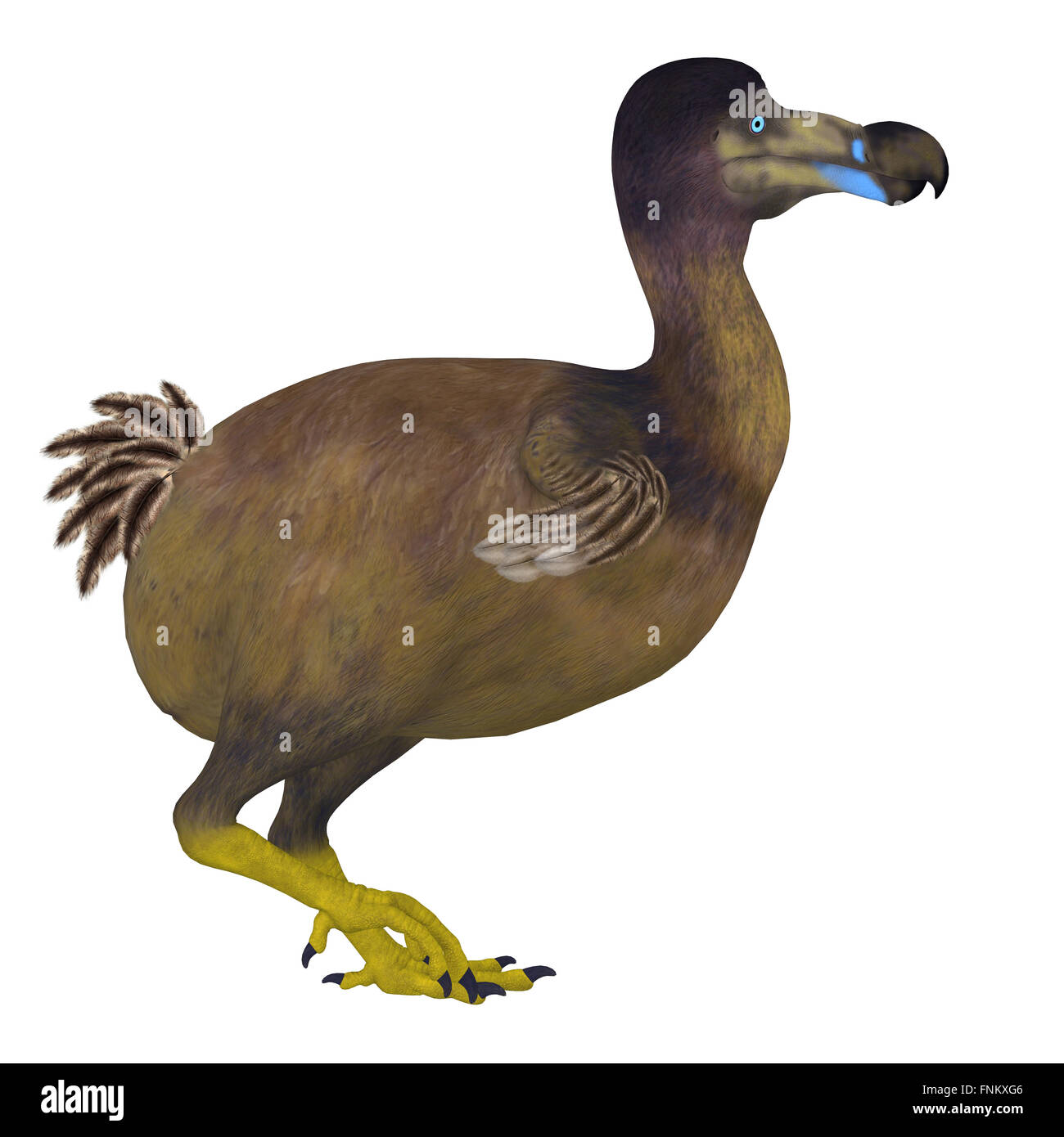 Der Dodo ist eine ausgestorbene flugunfähigen Vogel, der auf der Insel Mauritius im Indischen Ozean lebten. Stockfoto