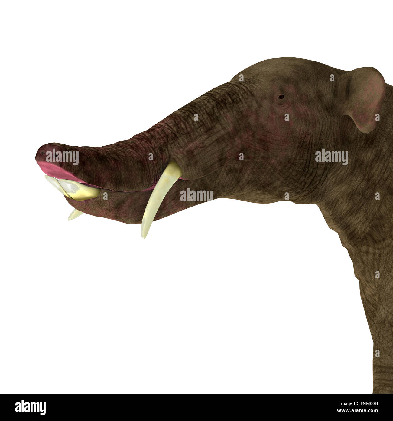 Platybelodon ist eine ausgestorbene pflanzenfressenden Säugetier im Zusammenhang mit den Elefanten, die während der Zeit des Miozän gelebt. Stockfoto